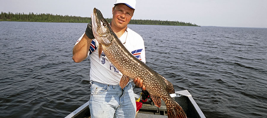 Getting Sneaky With Toothy Critters - Early summer is prime time to enjoy the easiest fishing for the year for pike.